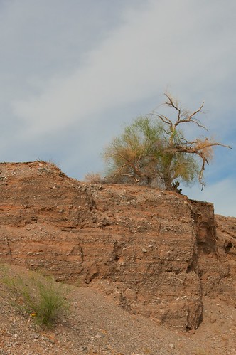Lone Tree, US-95, Colorado River, Mojave Desert, Wash
