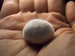 Okenite Tribble.. (Sea Moon) Tags: rock crystals fuzzy puff mineral fuzzball puffball tribble okenite zeolite acicular