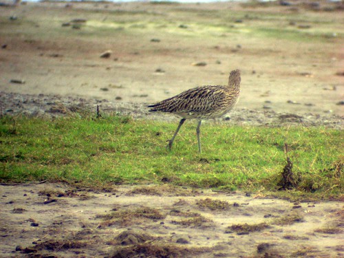 curlew4