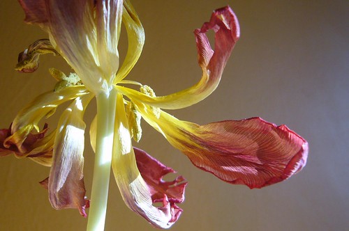 Kirsty Hall, photograph of dead red and yellow tulip