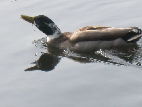 San Lorenzo Park Ducks