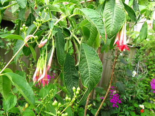 Fuchsia boliviana alba
