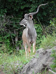 Kudu, South Luangwa, Zambia
