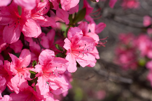 Pink Spring.