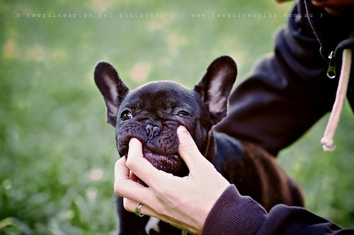 Rosie the French Bulldog, pet portraiture by twoguineapigs Pet Photography, sydney dog photographer