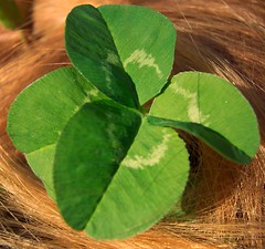 Four leaf clover in red hair