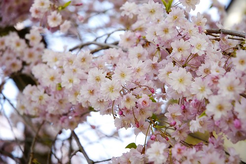 Blossoms from weeping cherry tree