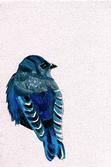 Bluebird oil on canvas digitally enhanced
