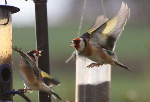 Goldfinches fighting.