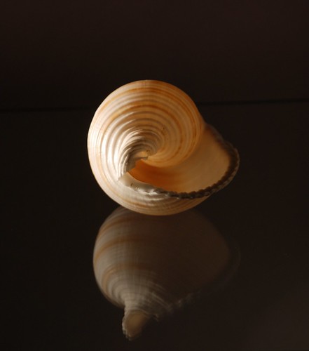 Shell and reflection