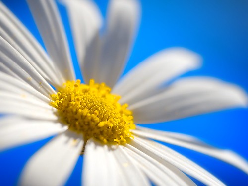 [フリー画像] 花・植物, ヒナギク・デイジー, ホワイトフラワー, 201004030700