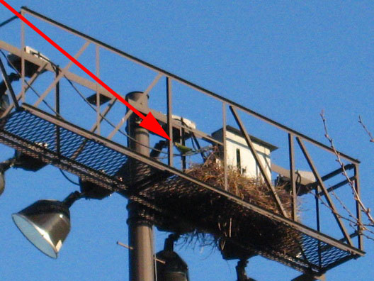 Parrot and Nest Arrow