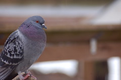 Phat pigeon 2 at Flickr.com