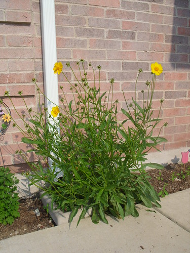 A Healthy Coreopsis