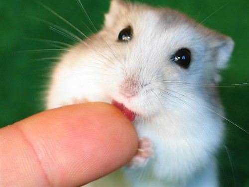 Hamster kisses