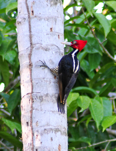 Pale Billed Woodpecker