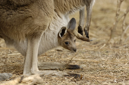 Kangaroo Two