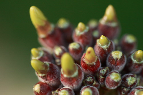 Plumeria Flowers Forming