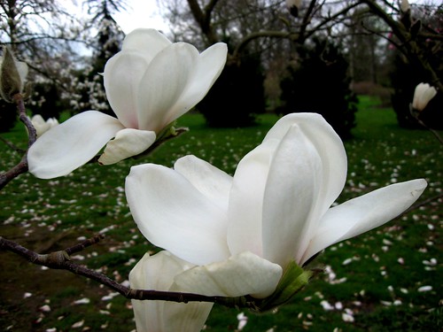 magnolia veitchii alba