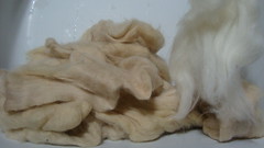 Buckthorn dyed wool