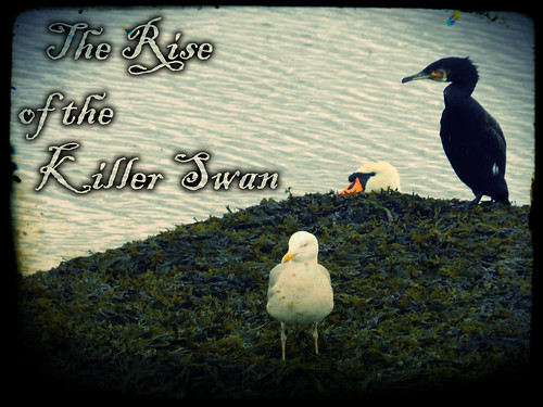 The Rise of the Killer Swan