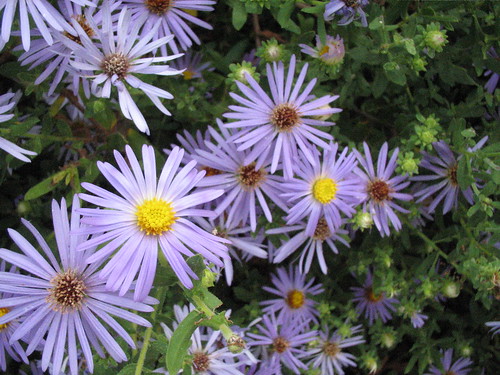 Fall asters (close-up)