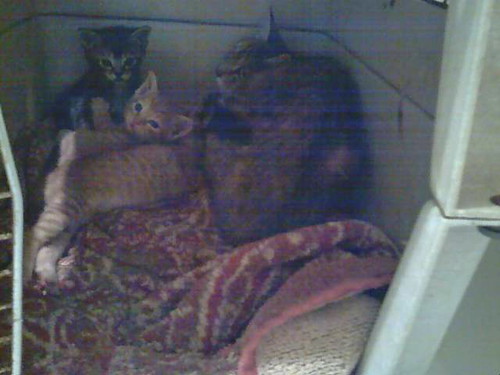 Olivia's Kittens