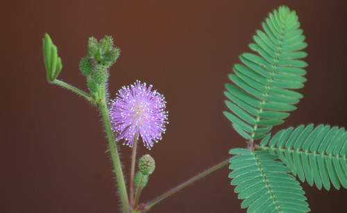 Mimosa pudica (the shy plant)