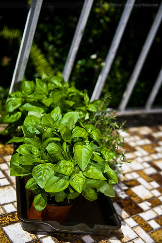 Basil & Thyme with some Flash Goodness