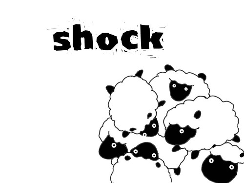shock  sheep