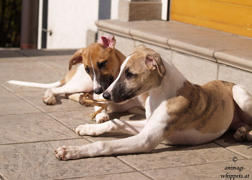 Whippets: Quentin & Peppino