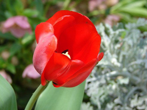 mystery tulip