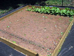 lettuce spinach and soybeans