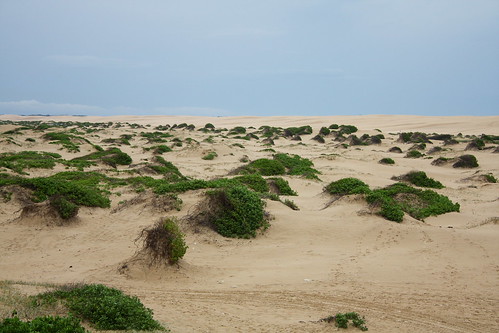 beach sand dunes. Stockton Beach Sand Dunes