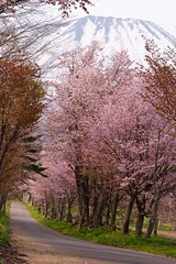 真狩神社の桜並木