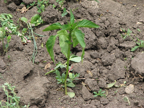 Lame Bell Pepper Plant