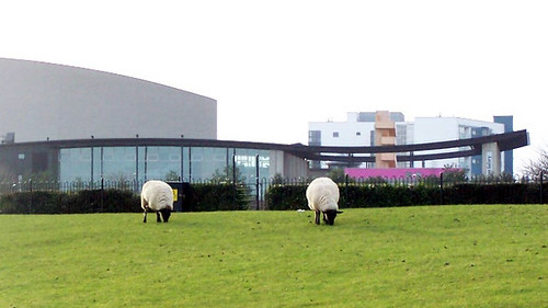 Campbell Park Sheep