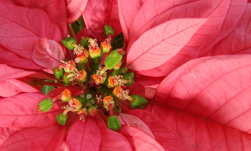 Poinsettia flowers, after blooming by Martin LaBar
