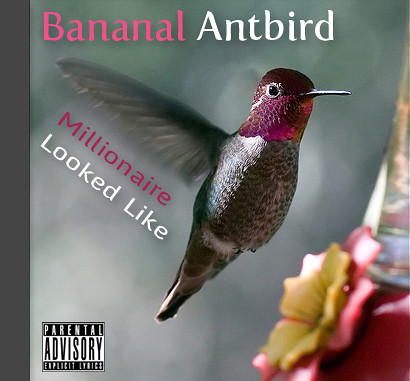 Bananal Antbird