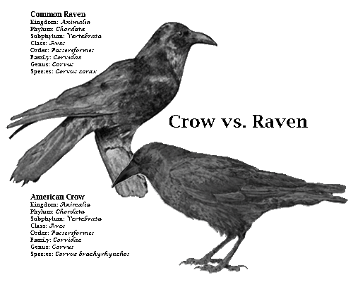 crow-vs-raven.gif