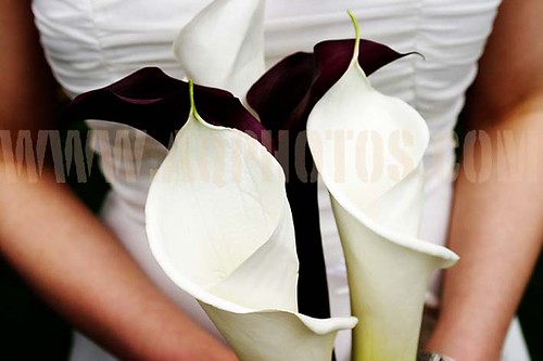 Wedding Bouquet Photo of beautiful dark purple and cream callas
