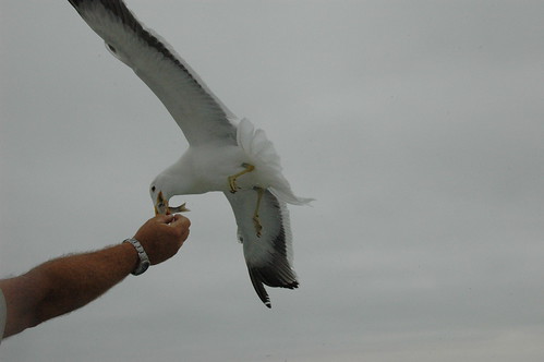 Seagull getting a fish (by Louis Rossouw)
