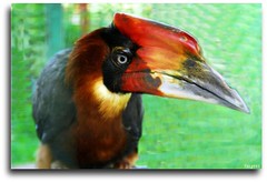 Hornbill (FoNgEtZ) Tags: bird hornbill davao kalaw diamondclassphotographer flickrdiamond philippinebird teampilipinas naturewatcher fongetz francistan