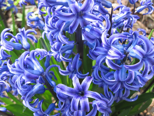 Blue Jacket Hyacinths
