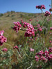 california buckwheat - eriogonum fasciculatum var. polifolium