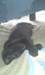 のびーーと寝てる黒猫さん