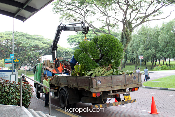 Tree Planting Singapore Style
