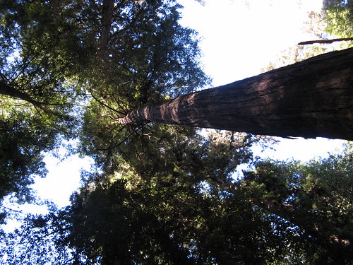 Redwoods aplenty