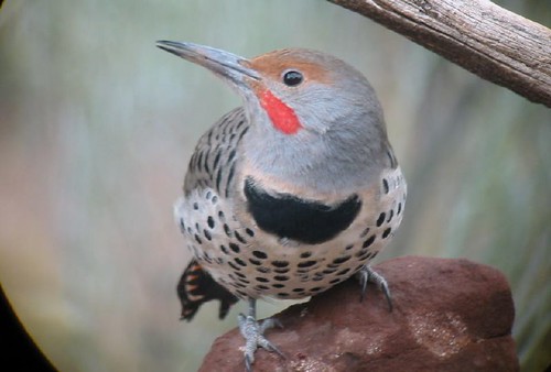 Northern (Red-shafted) Flicker Male