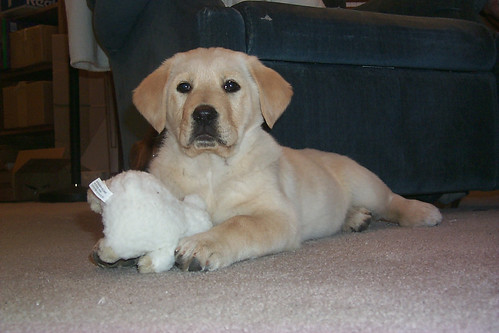 012702_01_new_puppy_with_stuffed_toy